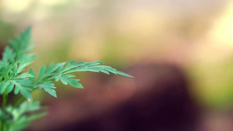 刻苦训练篮球时如何避免受伤的建议_1